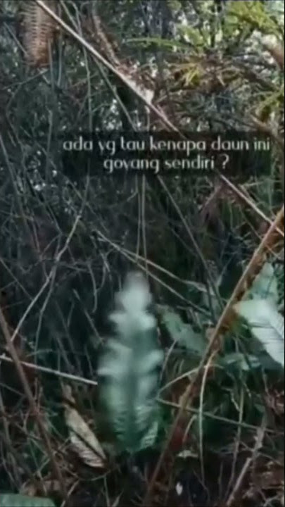 Masih jadi misteri, kenapa daun ini bisa bergerak sendiri. antara mitos dan ilmu biologi.