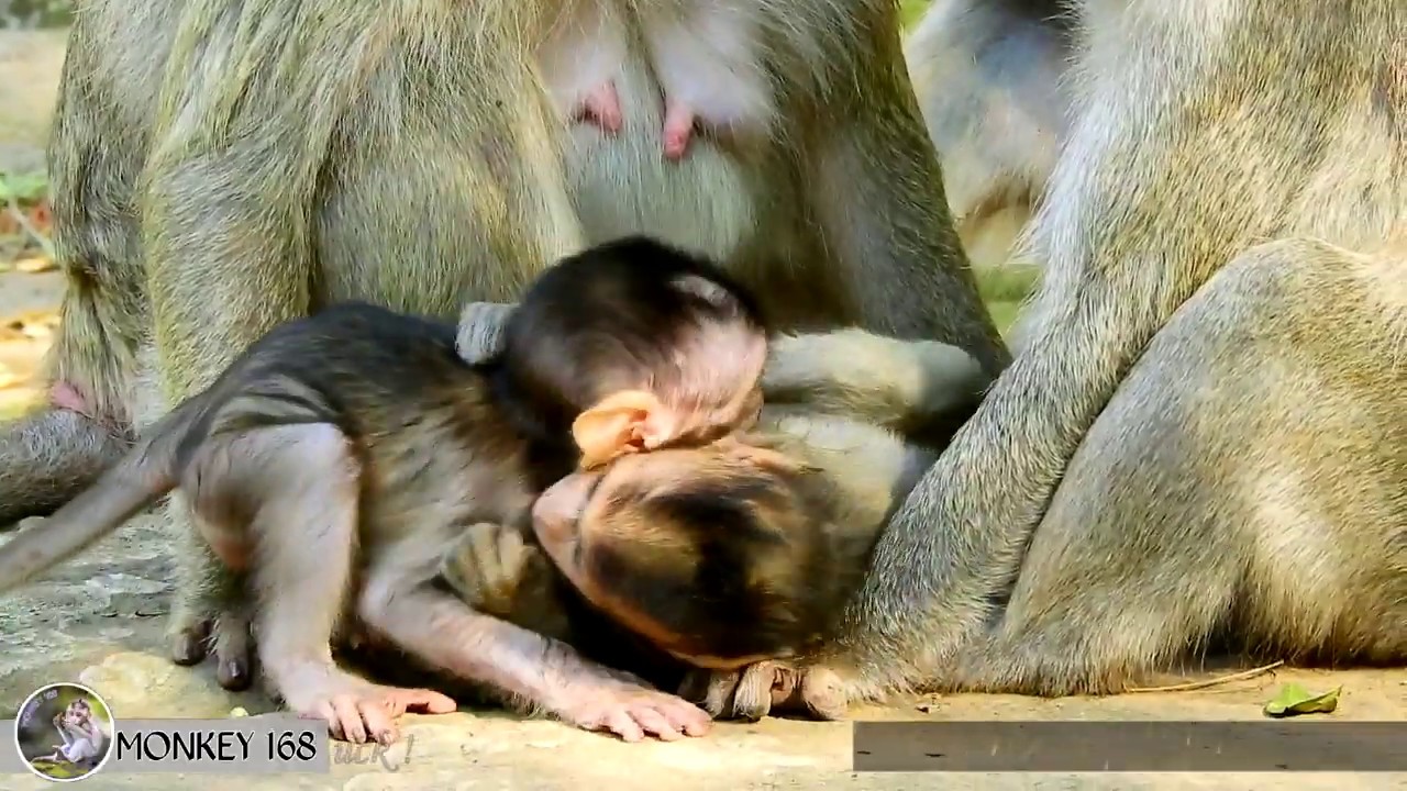 happy monkey münster speisekarte Bronx to happy with other monkey forget feed milk with his mother