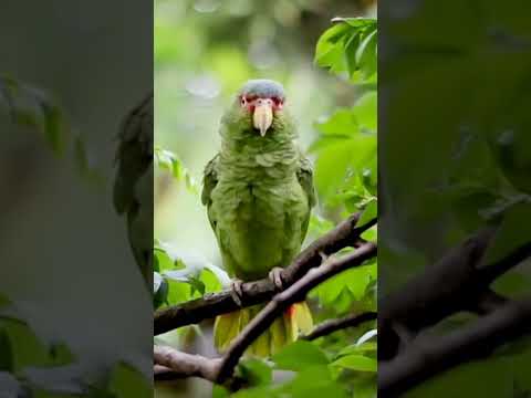 Lilac-crowned amazon | Birds Shorts