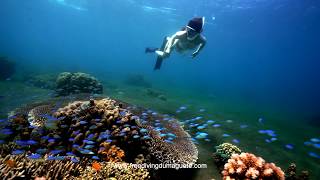 01 Experience The Beginner Freediver Underwater World.ㅣShort Film Showcase
