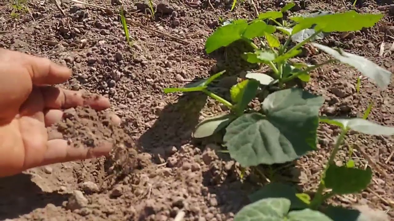 Farming with no watering no weeding and no chemical.