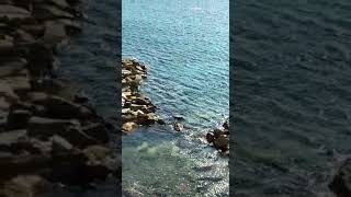 Tarkan Ahtopot Bodrum 1