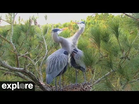 Great Blue Heron Mating Dance