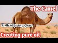 Camel  camel creating pure oil  very interesting vidio  thar wild life