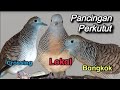 Pancingan Perkutut LOKAL - BANGKOK - CROSSING