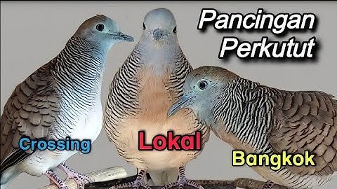 Pancingan Perkutut LOKAL - BANGKOK - CROSSING