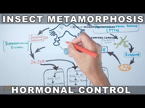 Video: Het Bruiningshormoon, Bursicon, Werkt Niet Rechtstreeks Op De Opperhuid Om Het Drosophila-exoskelet Te Bruinen