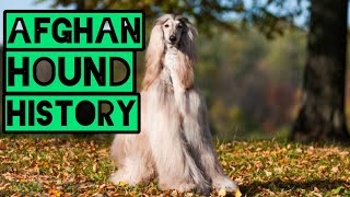 Afghan Hound History