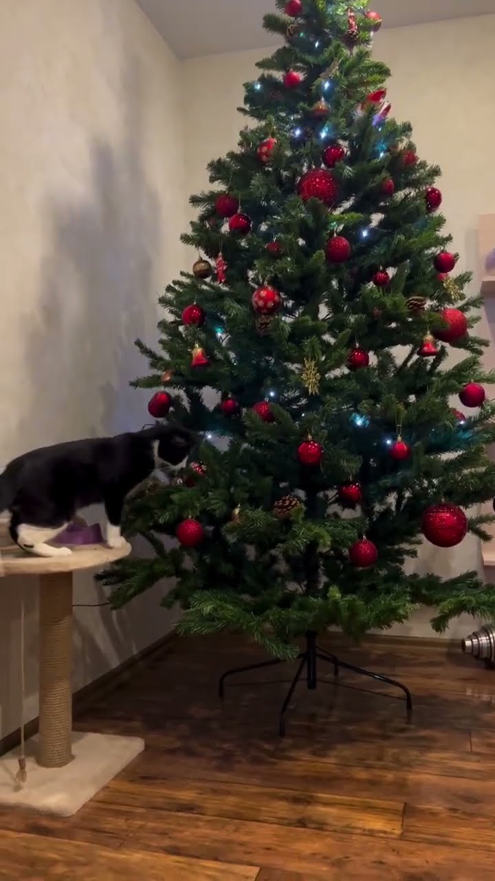 Bébé chaton