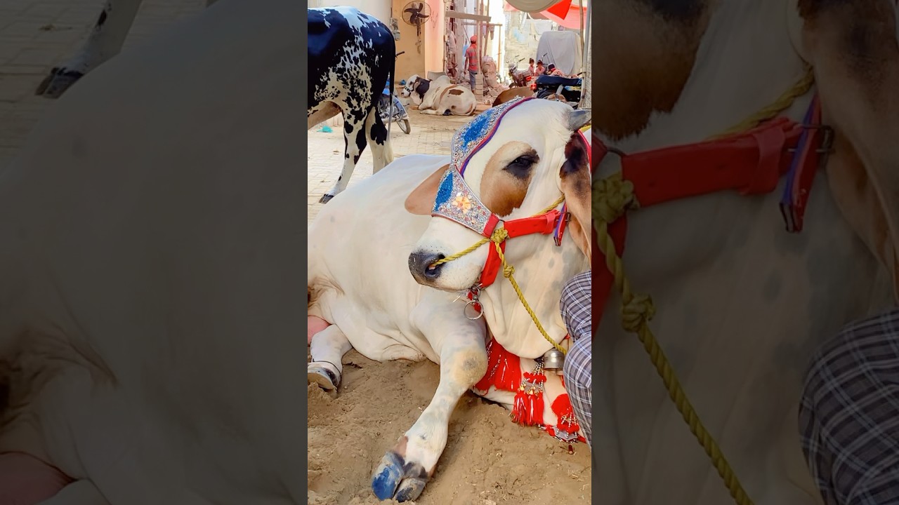 Shar ka Bacha style check karo bus 