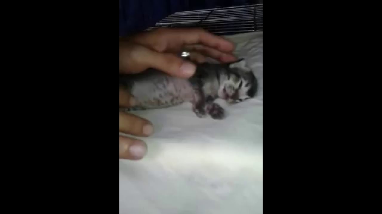 My kitten die YouTube