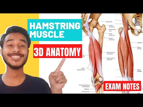 Video: Mighty Hamstring Muscles: Anatomie, Zranění A školení