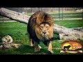 African Lion Safari - Ontario Canada