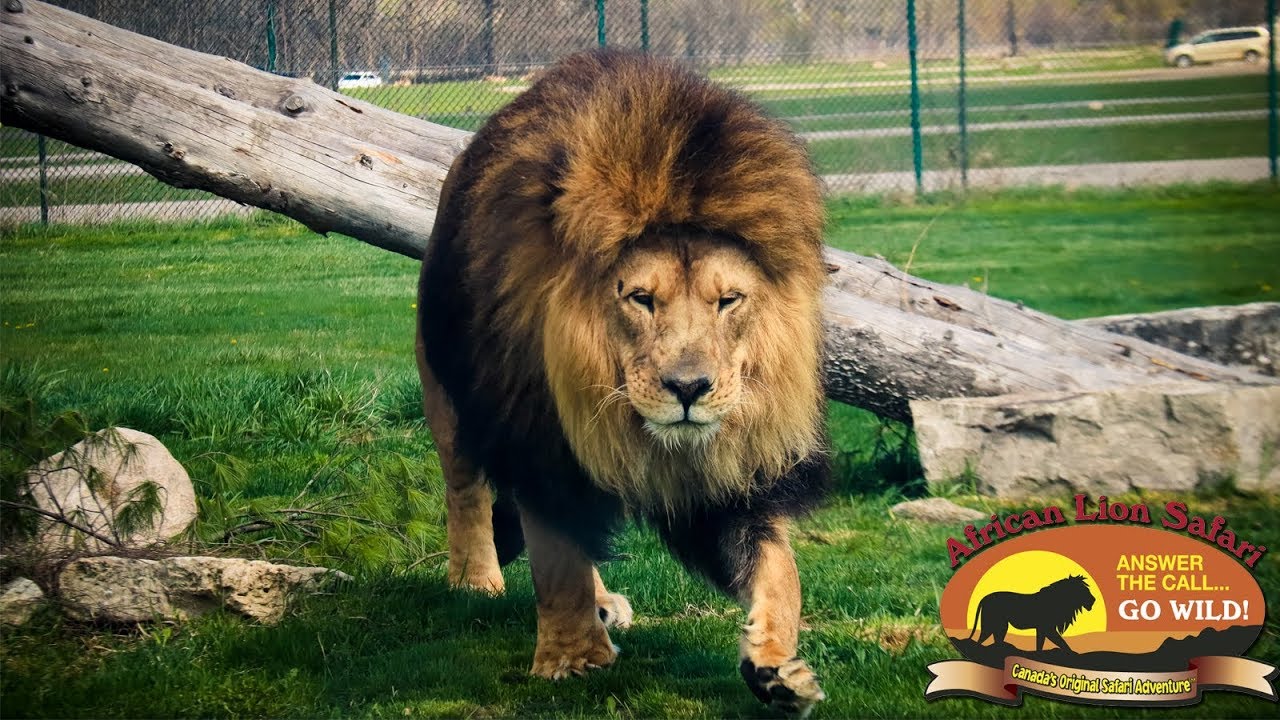 lion african safari canada