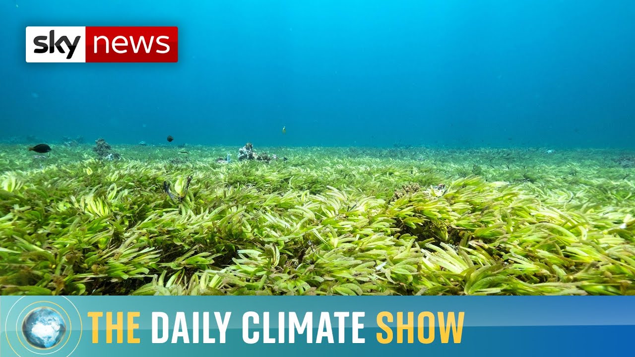 Seagrass Beds: Prairies of the Sea 