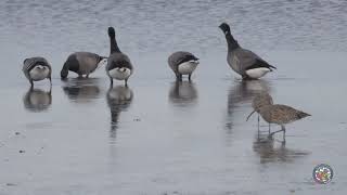Brent Goose Feeding Penrhos, Anglesey