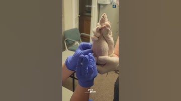 Why is research done on rats first?#science #sciencefacts