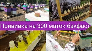 А давай-ка выведем 300 маток на отводки🤨