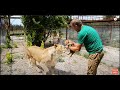 УРА !!! Львица Мама Чоли родила !!!   The lioness Mother choli gave birth !!