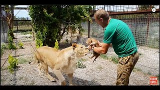 УРА !!! Львица Мама Чоли родила !!!   The lioness Mother choli gave birth !!