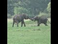 playing baby tusker elephant and baby elephant | Jungle Animals | 象 | الفيل | Wildlife #shorts