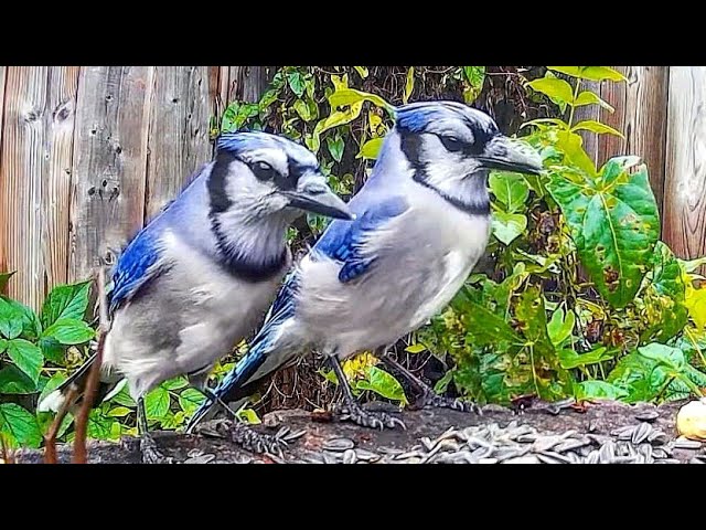 How To Tell Male And Female Blue Jays Apart - Is It Even Possible? 