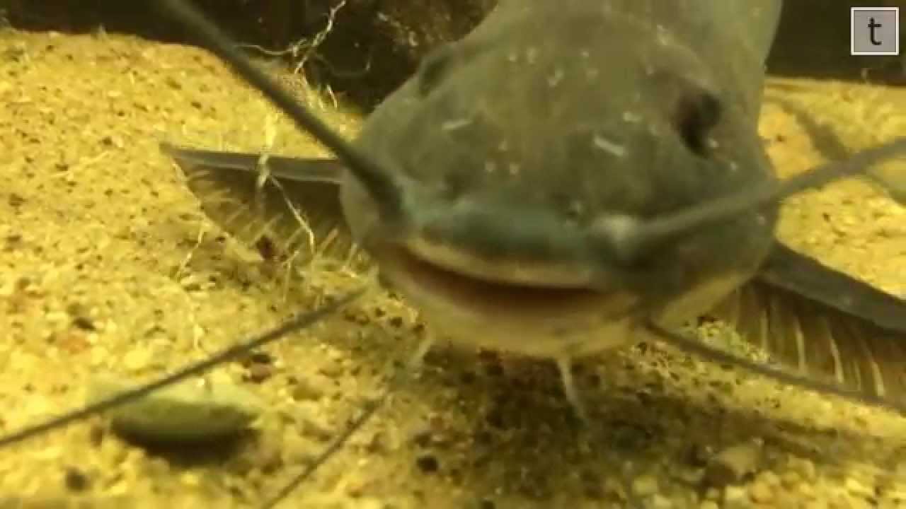 Picky eater slow motion - YouTube