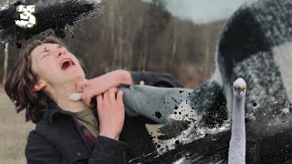 Sharmit Vegemite: Nature Extraordinaire Episode 3 (Goose Trouble)