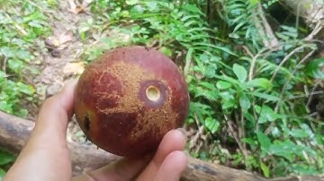 Đường đi bộ đến Điện Tam Thanh trên Thiên Cấm Sơn | Hòa Hưng Vlog