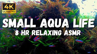 Aquarium 4k Underwater Asmr For Relaxation (no Music) 8 Hours