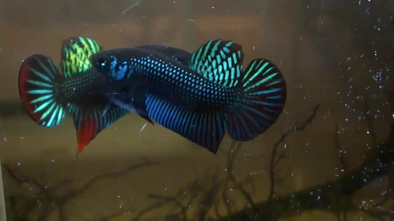 Kumpulan gambar untuk Belajar mewarnai Gambar Ikan Cupang Kumpulan gambar untuk Belajar mewarnai Gambar Ikan Cupang