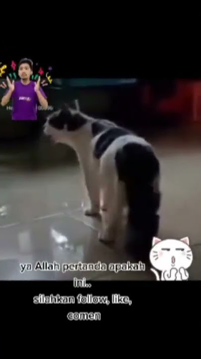 Kucing Berkata 'Ayo Sholat, Mau Kiamat' #shortsfeed