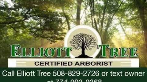 Tree Service Worcester | 508-829-2726 | Elliott Tree