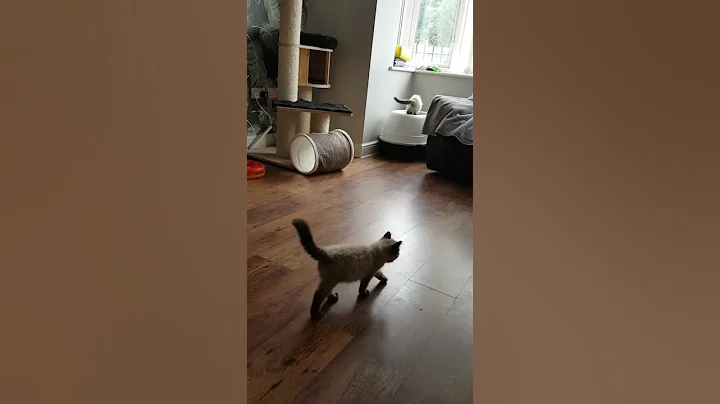 Watch the video about Ragdoll kittens