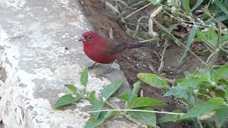 Red-Billed Firefinch, Lagonosticta Senegala Somaliensis, Pair, Djibouti City, Djibouti, 26 Dec 2014