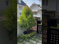 Finally a sunny day! #sunshine #sunnyday #veyil #tamilbgm #tamilsong #youtubeshorts