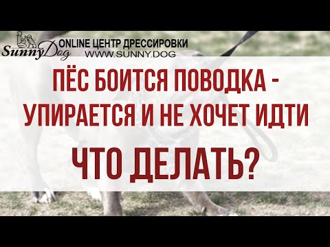 Почему собака не хочет гулять на улице, что делать?