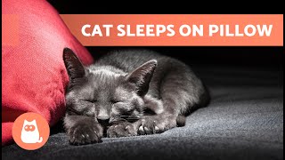 Why Does My CAT SLEEP on My HEAD?  5 Reasons!
