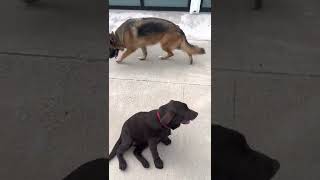 Chocolate lab puppy street safety FAIL