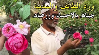 زراعة الورد الطائفي والمحمدي بالاحساء سناب الاحساء youtube