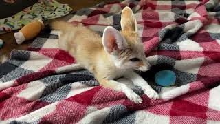Cute Fennec Fox squeals and Squeaks Wagging tail Sound On!
