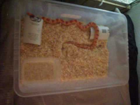 How To Set Up A Adult Cornsnake Tub And A New Anima New Intro