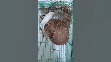 بناء عش الزيبرا زيبرا بادجي عصافير 