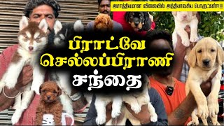 Chennai Broadway Pet Market| Cheapest Pet Market in Chennai|CHEAPEST PET MARKET by SPOTLIGHT தமிழ் 998 views 5 months ago 17 minutes