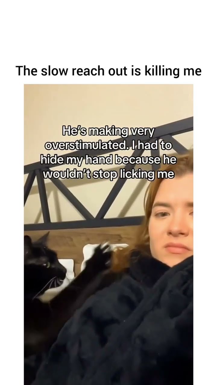Kittyo like types show love to enemy