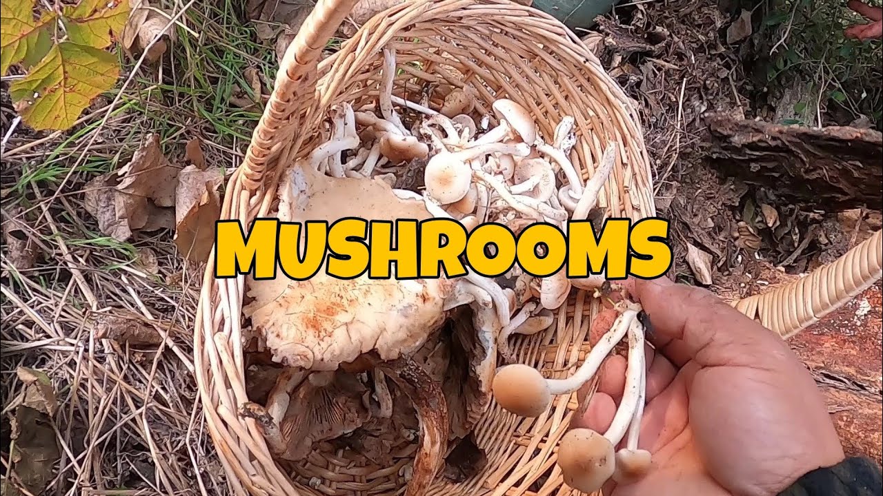Mushroom picking YouTube
