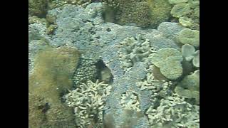 Snorkeling at Pantai Merah (Komodo)