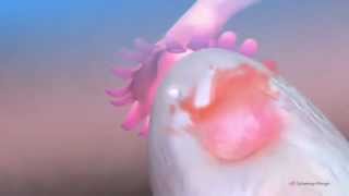 Ovulation \& the menstrual cycle - Narrated 3D animation