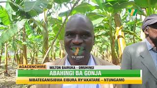 AGACENCWIRE: Abahingi ba Gonja nibateganisibwa eibura ry'akatare- Ntungamo. screenshot 5