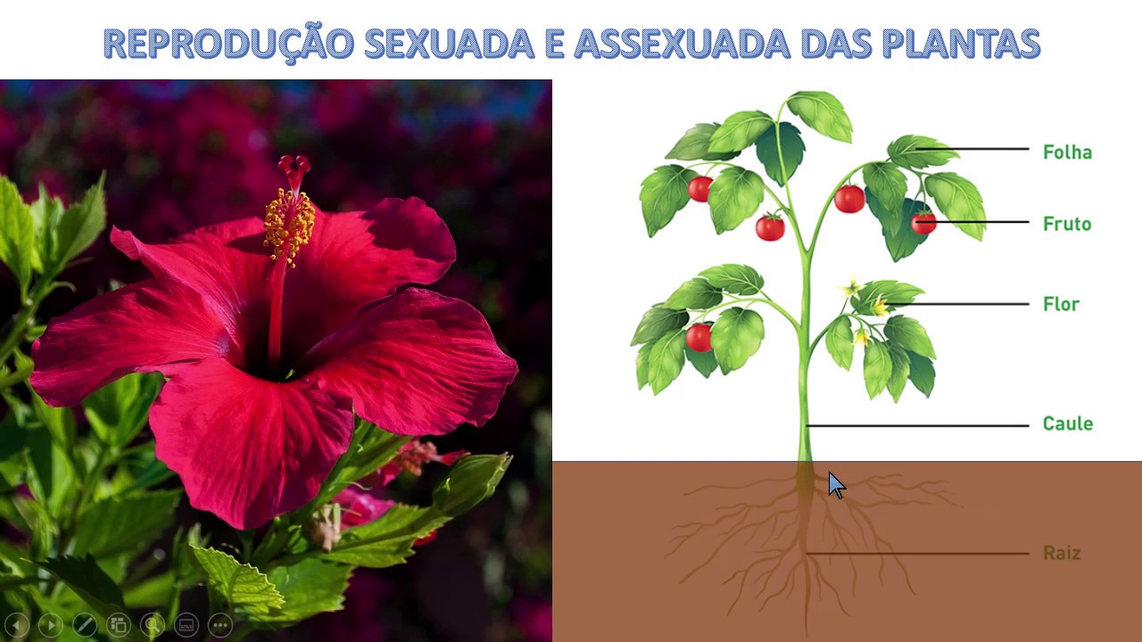Aula 05 - Reprodução Sexuada e Assexuada das Plantas - 8º Ano - YouTube